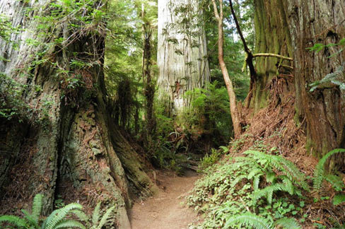 Boy-Scout-Tree-Trail